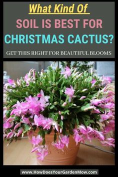 a potted plant sitting on top of a wooden table with text overlay that reads, what kind of soil is best for christmas cactus? get this right for beautiful blooms