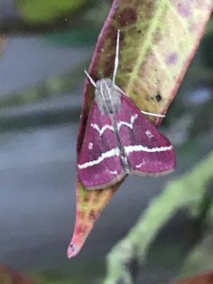 a close up of a moth on a leaf