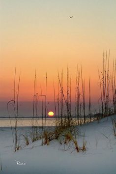 the sun is setting over the beach and sea oats