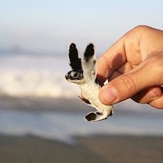 a person holding a small turtle in their hand