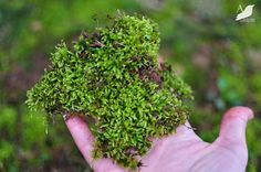 a person's hand holding up some green moss in the air with grass growing out of it