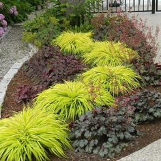 a garden with lots of different plants and flowers on it's side walk way