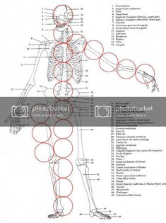 diagram of the human body and its major functions, labeled in red circles on white paper