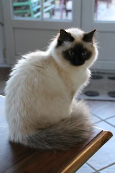 a white and black cat sitting on top of a wooden table next to a door