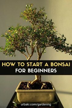 a bonsai tree with the words how to start a bonsai for beginners