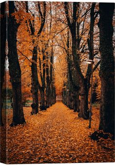 an autumn scene with leaves on the ground and trees in the foreground that are turning orange