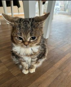 a cat sitting on top of a wooden floor next to a white table and chair