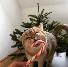 a cat is holding a candy cane in its mouth while standing next to a christmas tree