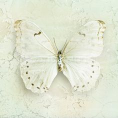 a white butterfly with black spots on it's wings is sitting on a wall