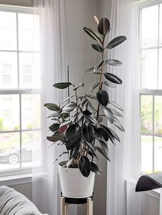 a potted plant sitting on top of a wooden table next to a white couch