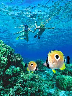 two people swimming in the ocean near some corals and other sea life with fish