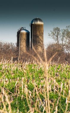 two silos in the middle of a corn field