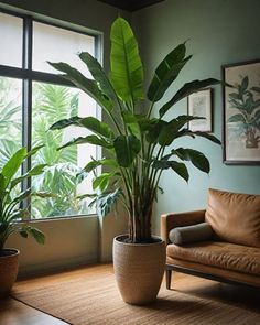 a living room with a couch, chair and large potted plant in the corner