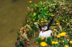 a puffy bird sitting on top of a lush green hillside next to yellow flowers