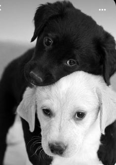 Dog Tips, Cute Dog, Tips And Tricks, Puppies, Black And White, Black