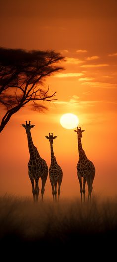 three giraffes are standing in the grass at sunset