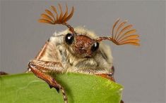 a close up of a bug on a leaf