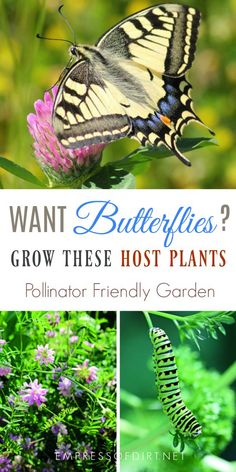 butterflies and flowers with text overlay that says want butterflies? grow these host plants