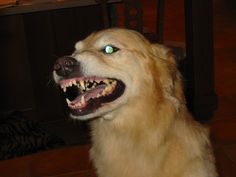 a dog with it's mouth open showing teeth