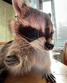 a raccoon sitting on top of a wooden table