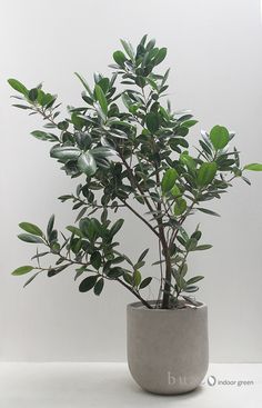 a potted plant with green leaves in it