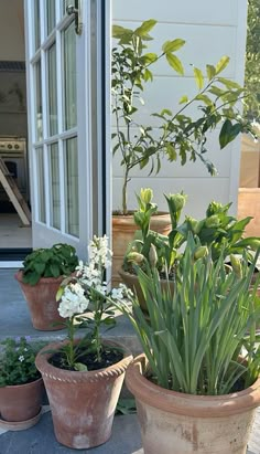 several potted plants are sitting outside on the ground next to a door and window