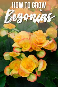 yellow and red flowers with the words how to grow begonius in white lettering