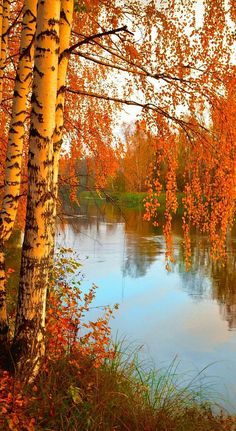 an autumn scene with trees and water in the foreground, surrounded by leaves on the ground