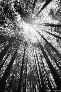 black and white photograph of trees in the forest with sun shining through them, looking up into