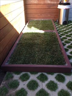 a small yard with grass growing in it