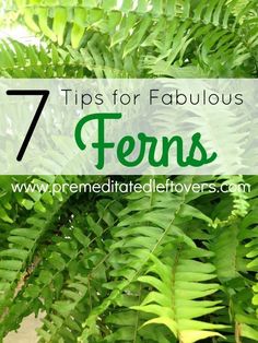 fern leaves with the words 7 tips for fabulous ferns