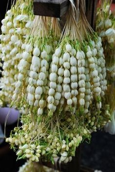 some white flowers hanging from a wooden pole