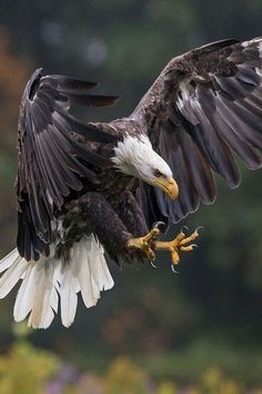 an eagle is flying with its wings spread out and taloning it's claws