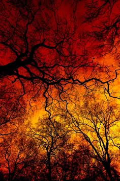 the sky is red and yellow as it looks like trees are in the foreground