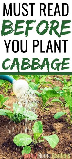 the words must read before you plant cabbage are in front of an image of a garden