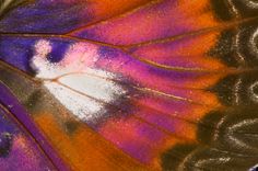 the underside of a purple and orange butterfly's wing