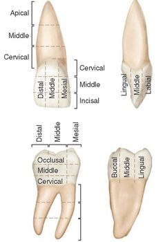 Dental World