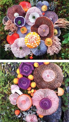 two pictures with different types of mushrooms and plants in the middle one has an orange mushroom on it's head