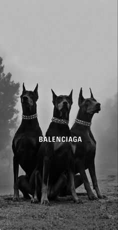 three black dogs sitting next to each other on top of a grass covered field with trees in the background