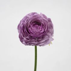 a single purple flower is shown against a white background