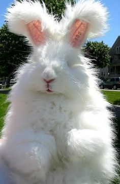 a fluffy white bunny sitting in the grass