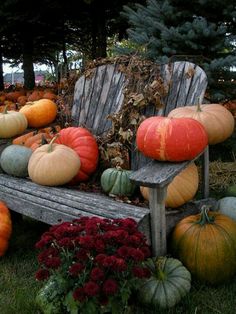 pumpkins and gourds are arranged on a bench