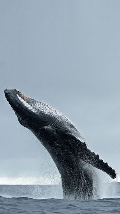 a humpback whale jumping out of the water