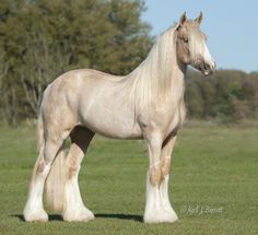 a large white horse standing on top of a lush green grass covered field with trees in the background