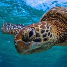 a green turtle swimming in the ocean