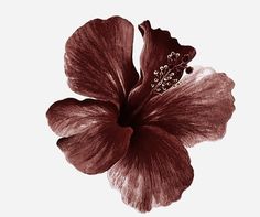 a flower that is sitting in the middle of a white background with no image on it