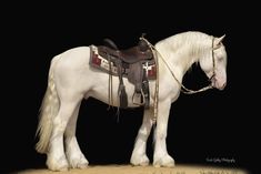 a white horse with saddle and bridle standing in the sand on a black background