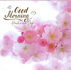 pink flowers with the words good morning have a nice day