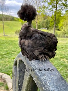 a black bird sitting on top of a stone fence next to a lush green field