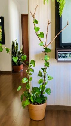 two potted plants sitting on top of a hard wood floor next to a tv